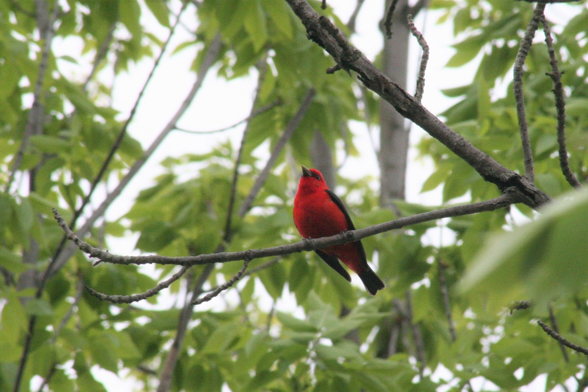 Scarlet Tanager - Brendan Fogarty