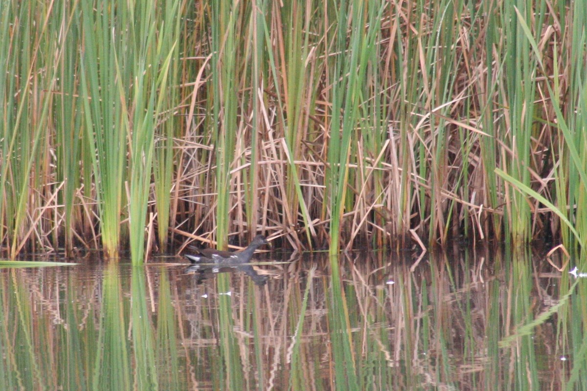 Common Gallinule - ML156629071