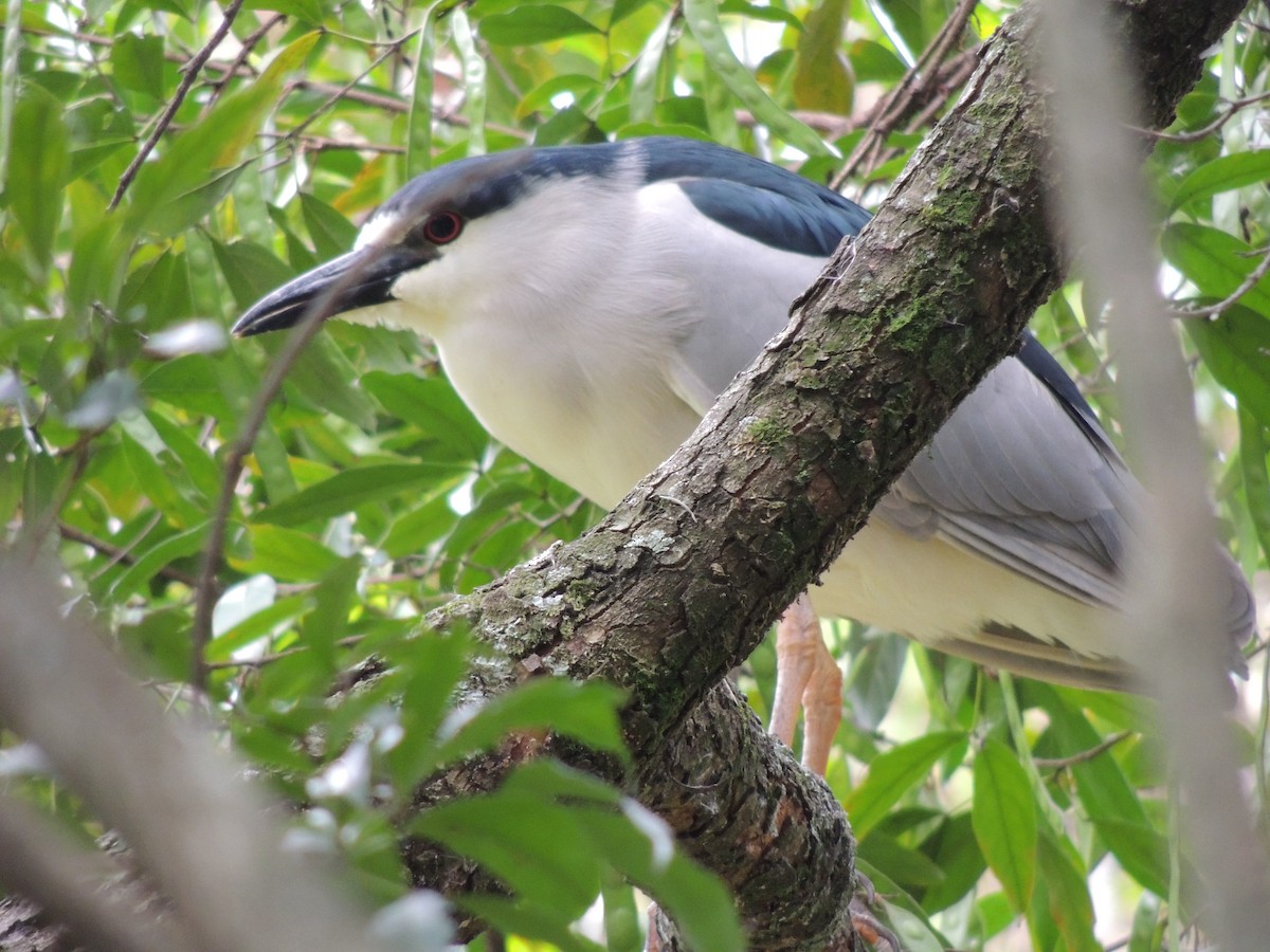 Black-crowned Night Heron - ML156629201