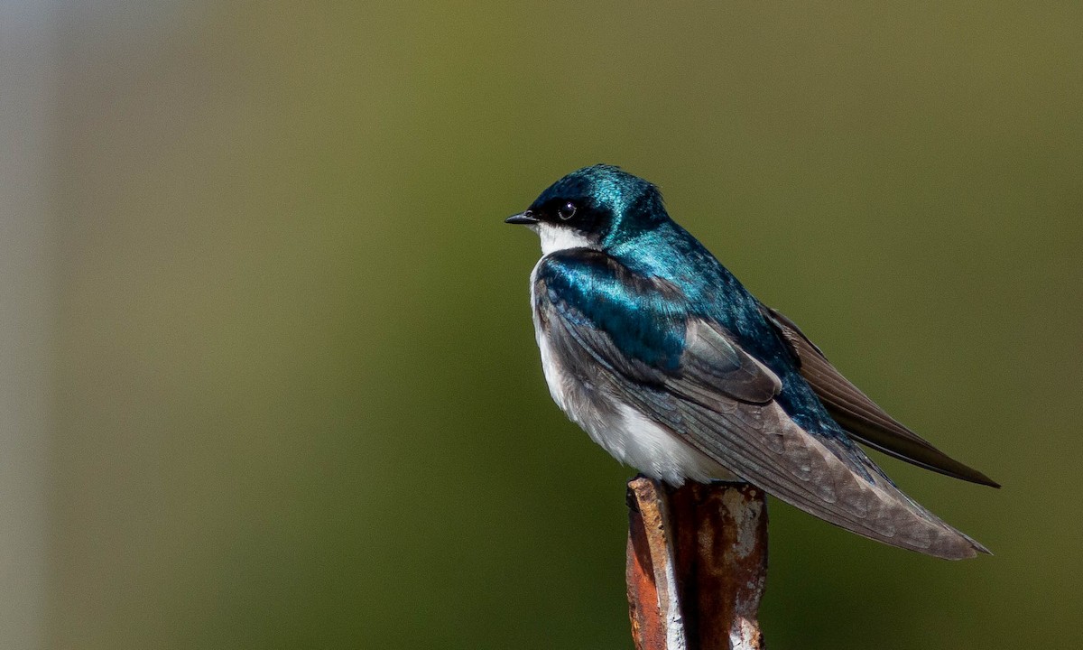 Golondrina Bicolor - ML156629651