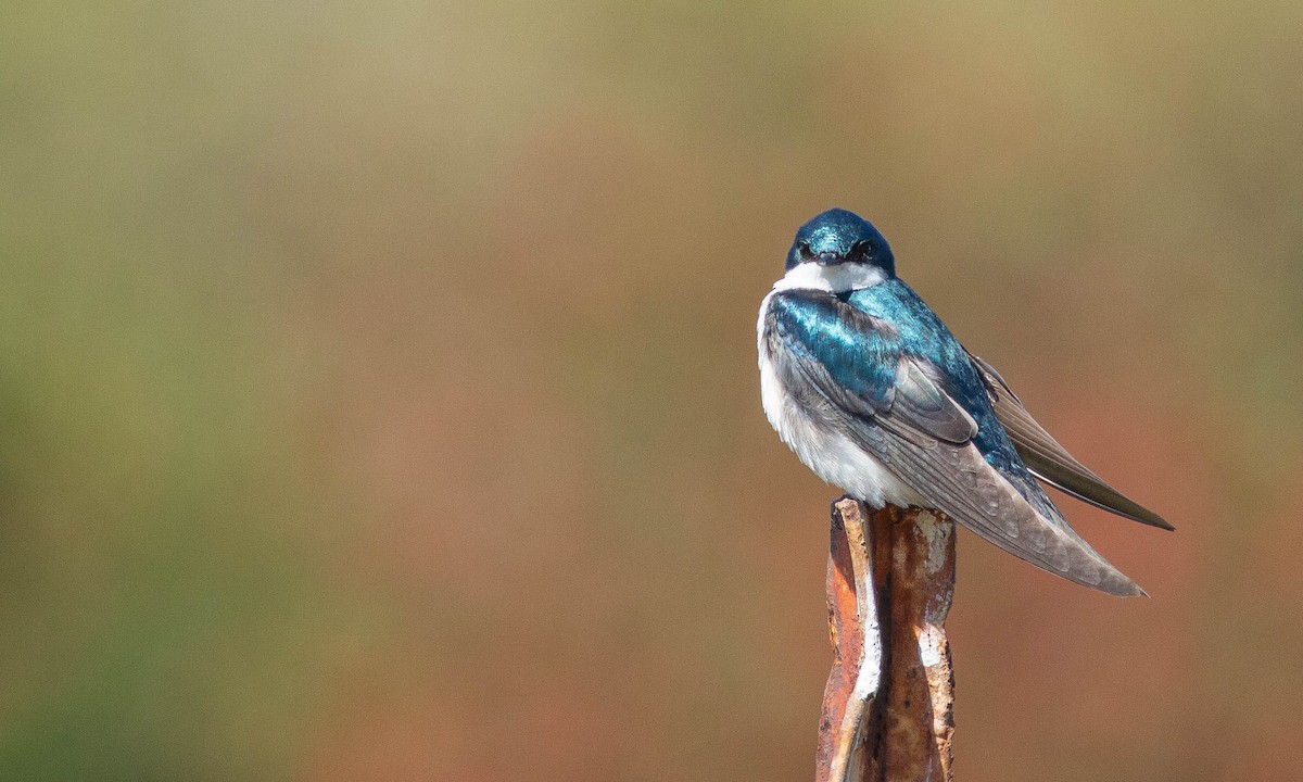 Golondrina Bicolor - ML156629681