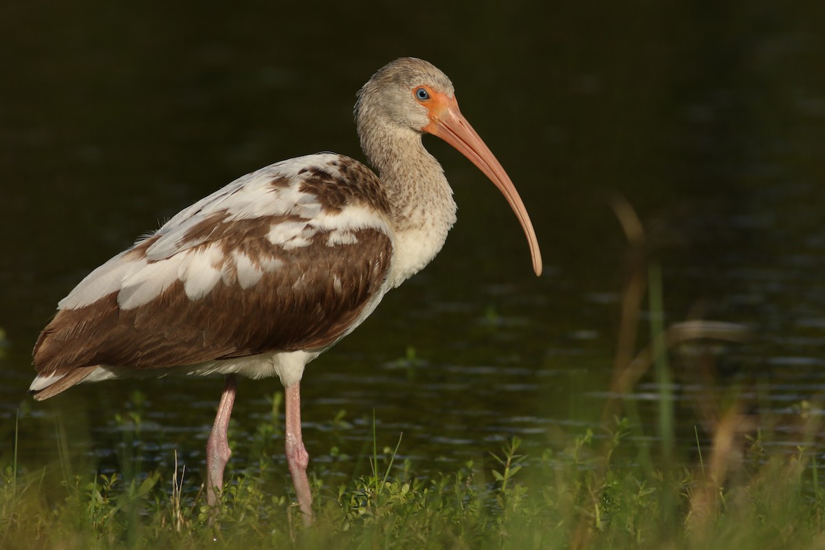 White Ibis - ML156629721