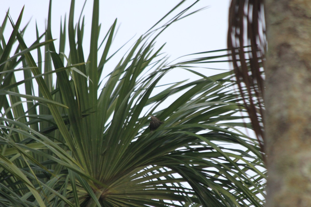 Berlepschia des palmiers - ML156629771
