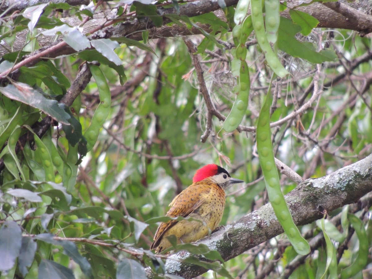 Spot-breasted Woodpecker - ML156629791