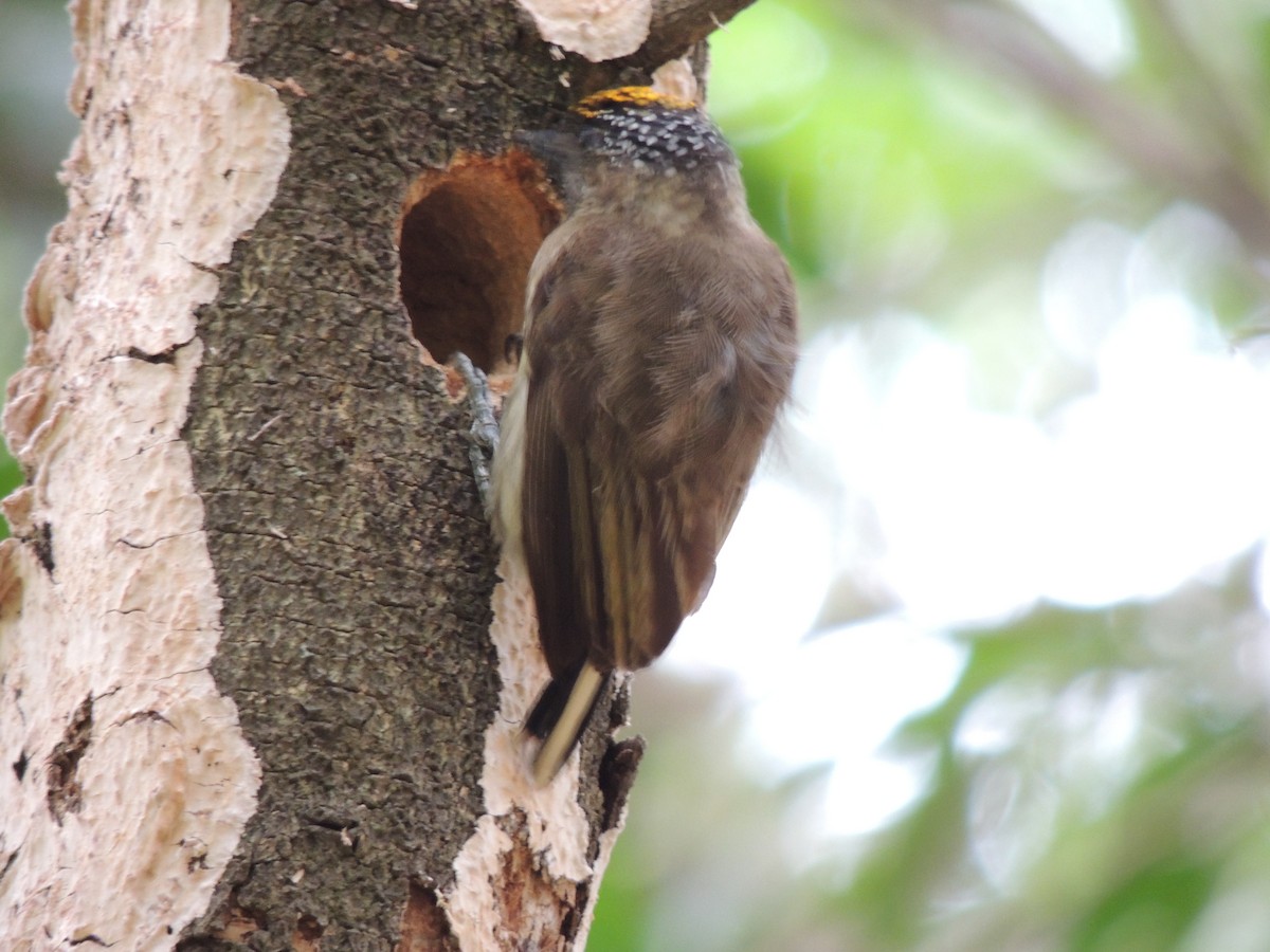 Olivaceous Piculet - ML156629871