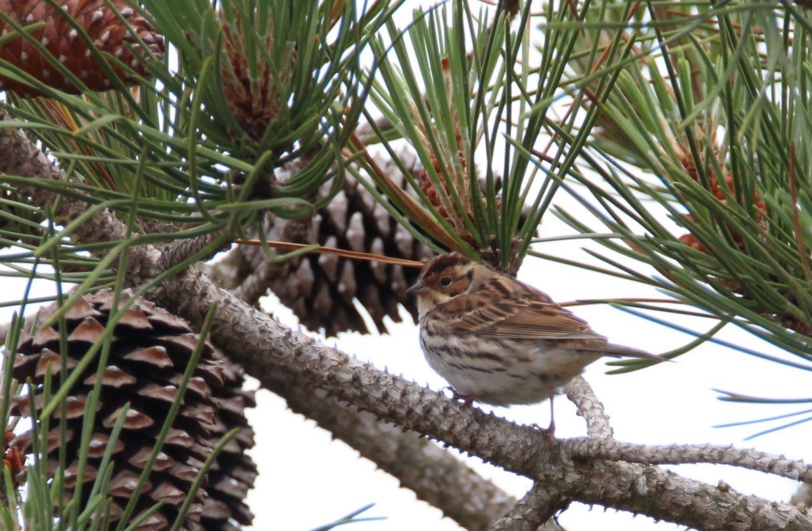 Little Bunting - ML156630331