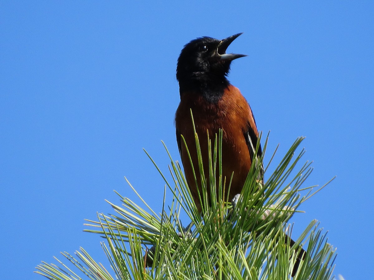 Orchard Oriole - Joan M Scharf
