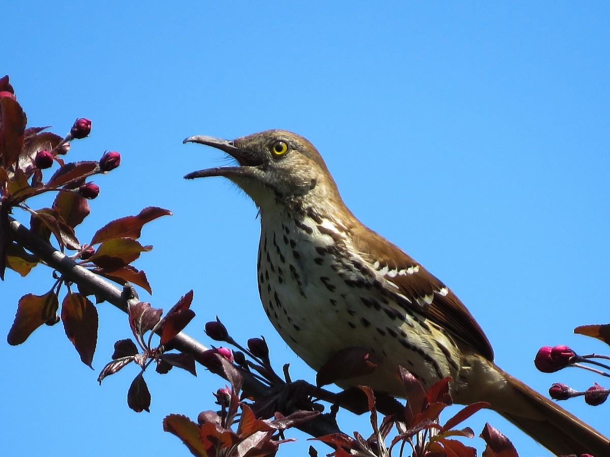 Brown Thrasher - Joan M Scharf
