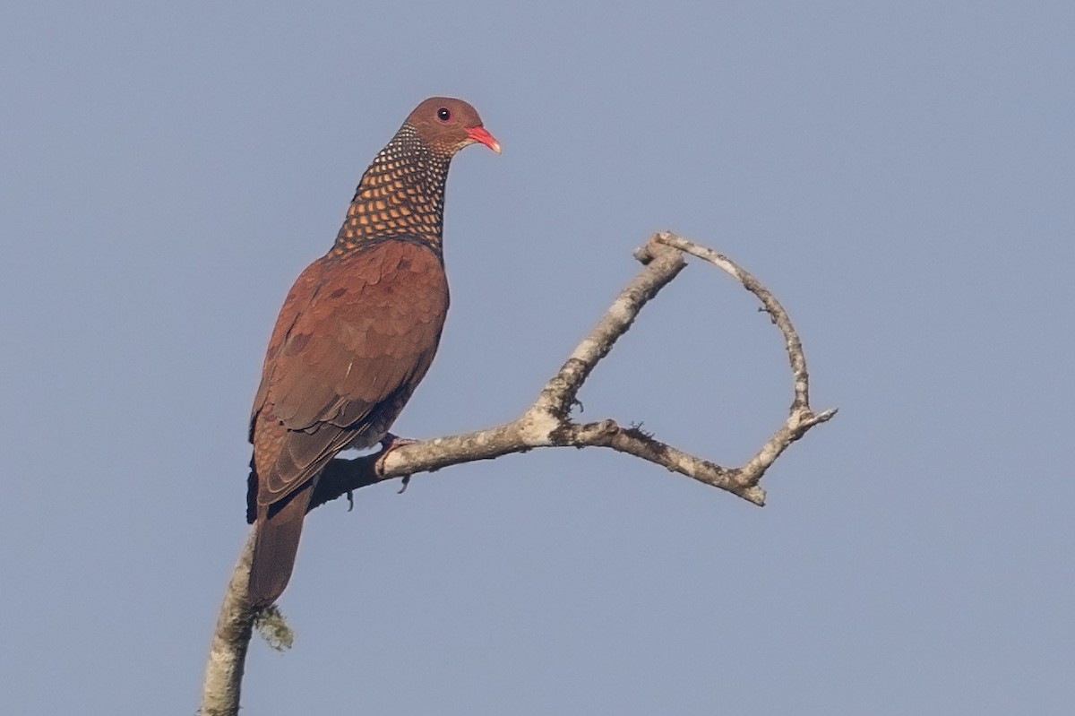 Scaled Pigeon - ML156632461