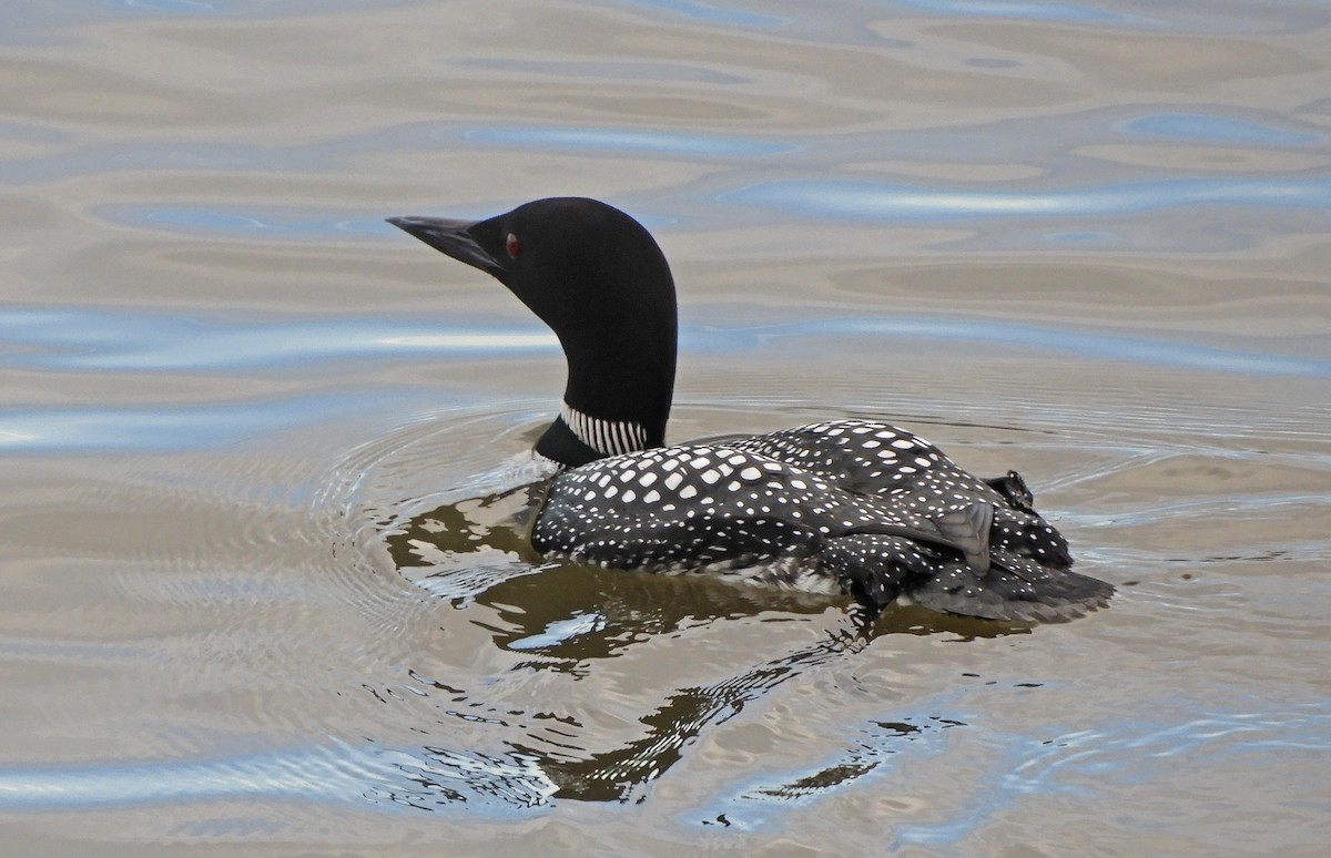 Common Loon - Ray Wershler