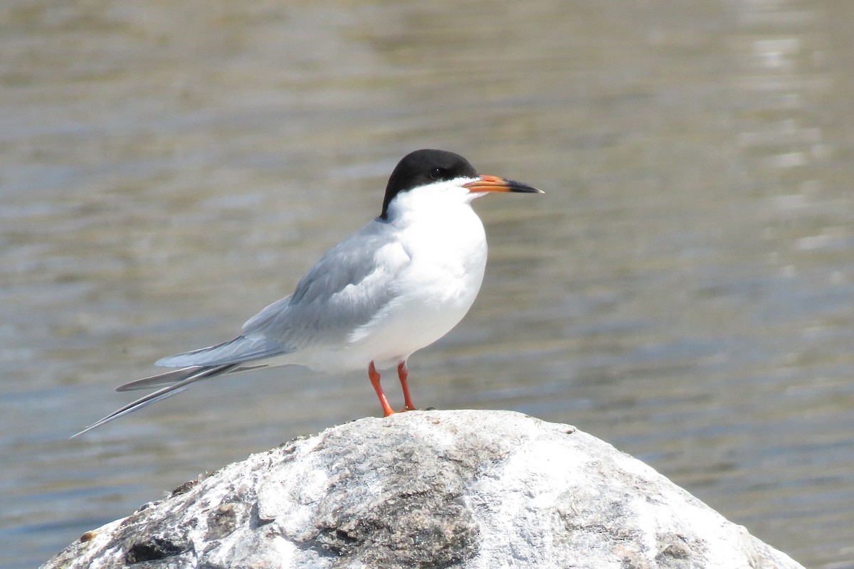 Forster's Tern - Teresa Dolman