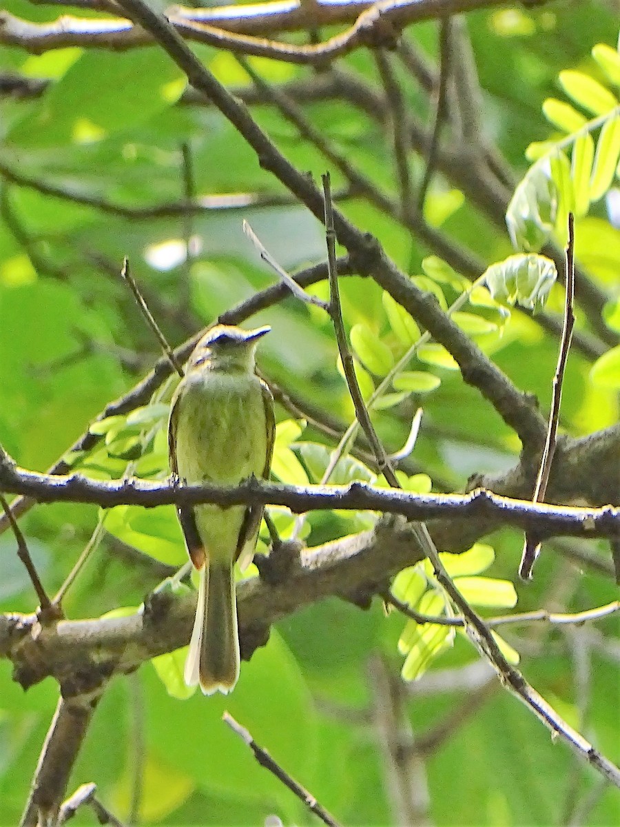 Greenish Elaenia - ML156634151