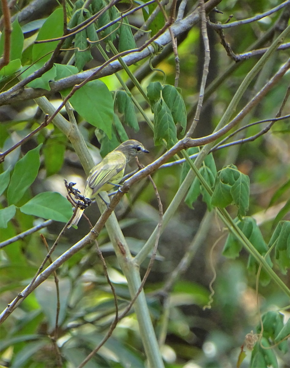 Greenish Elaenia - ML156634161