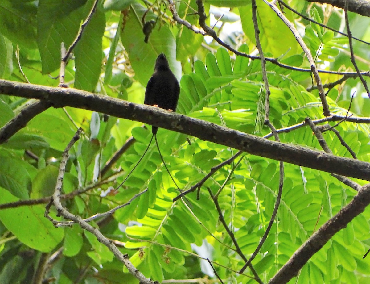 Long-tailed Manakin - ML156634371