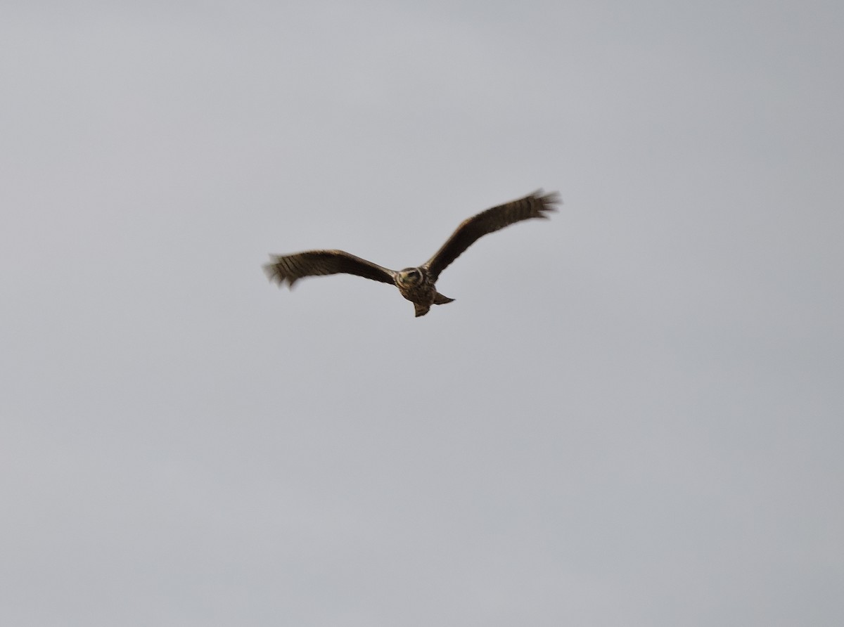 Long-winged Harrier - Anonymous
