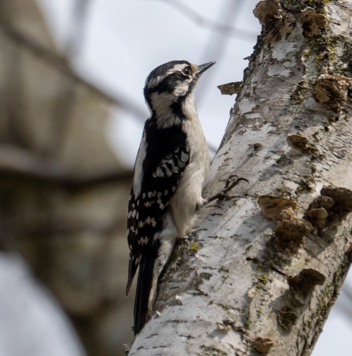 Downy Woodpecker - ML156635861