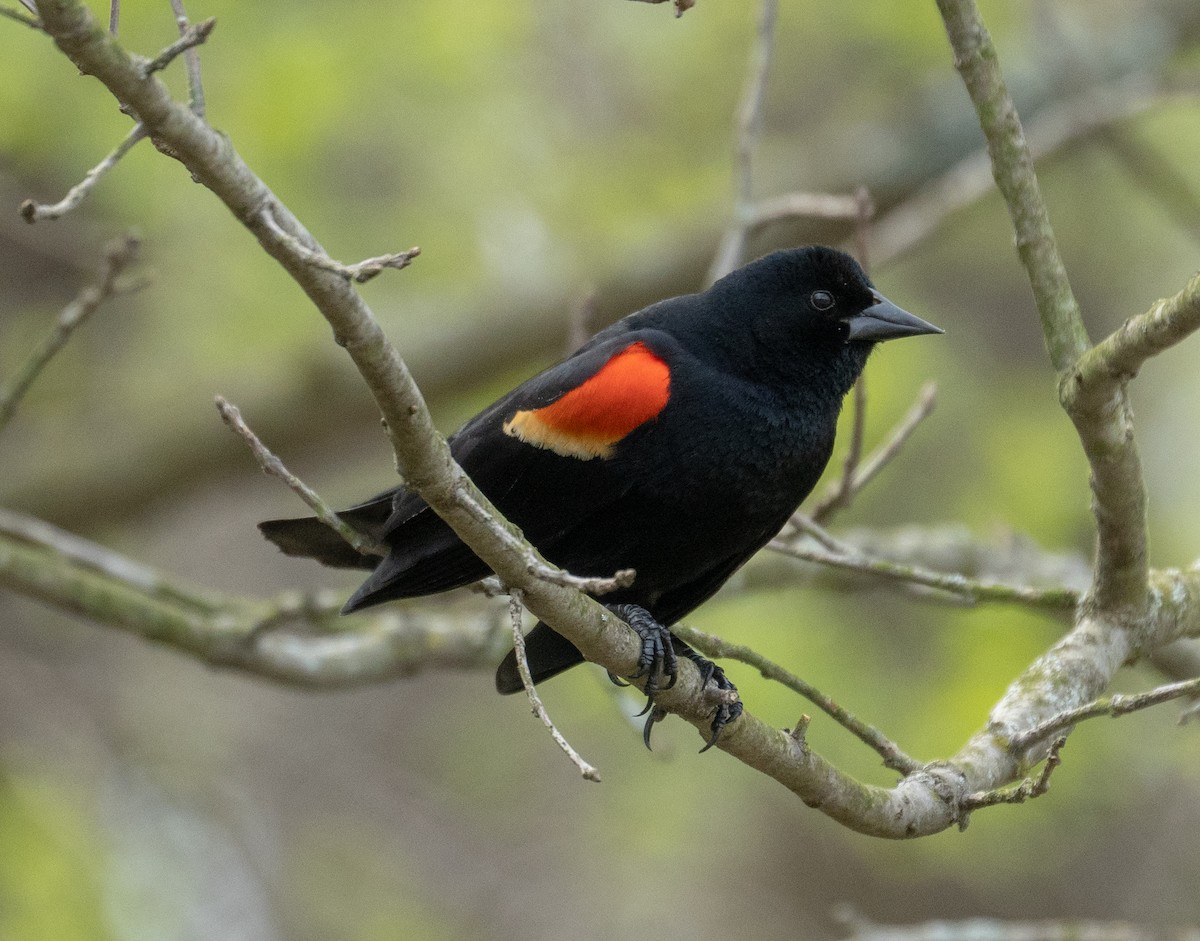 Red-winged Blackbird - ML156636251