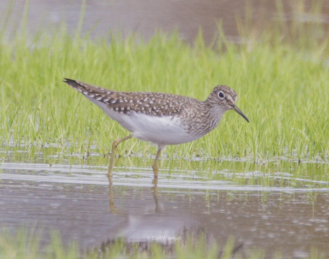 Solitary Sandpiper - Curt Morgan