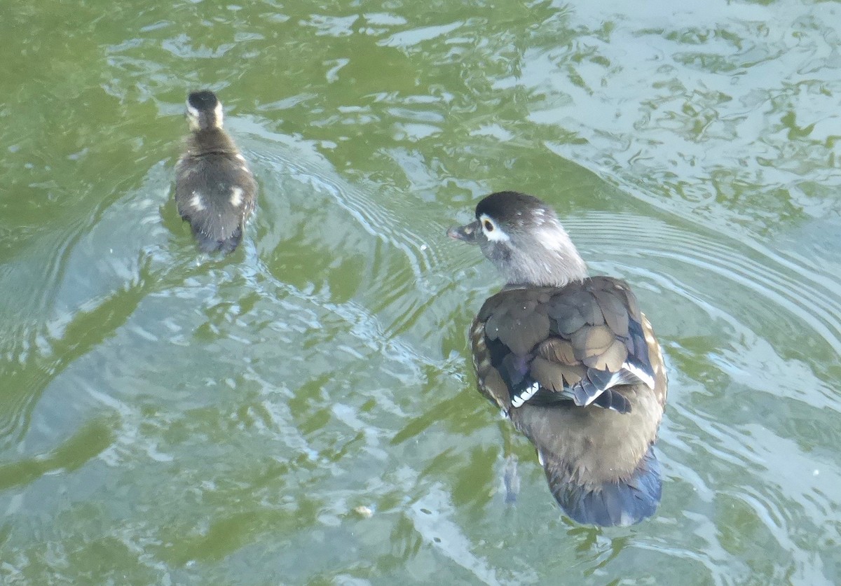 Wood Duck - Barbara Riverwoman