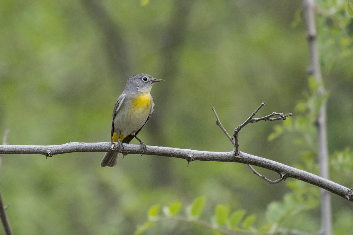 Virginia's Warbler - ML156637141