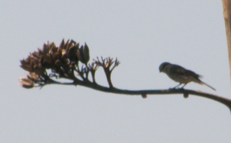 Red-backed Shrike - ML156638681