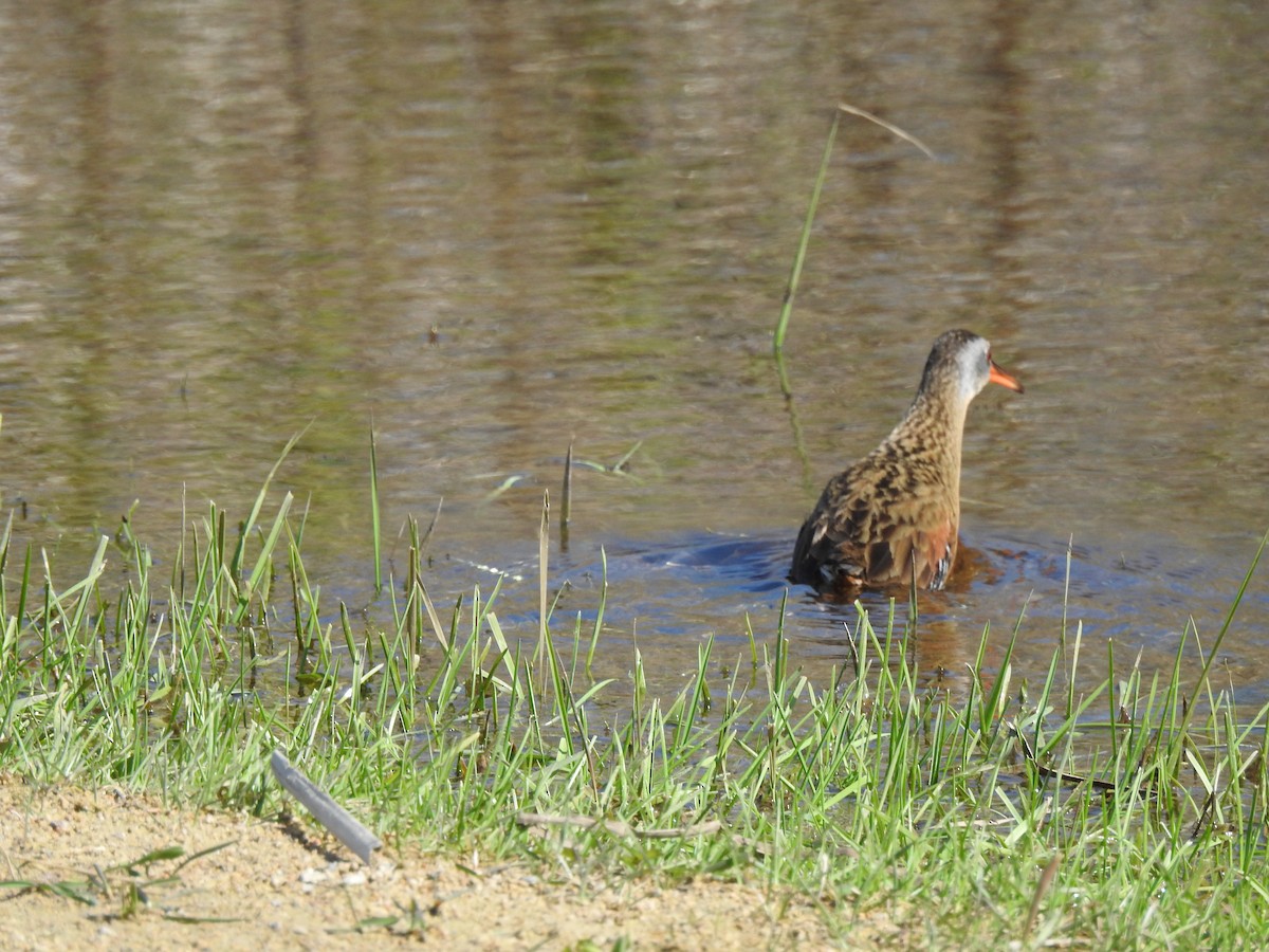 Virginia Rail - ML156643441