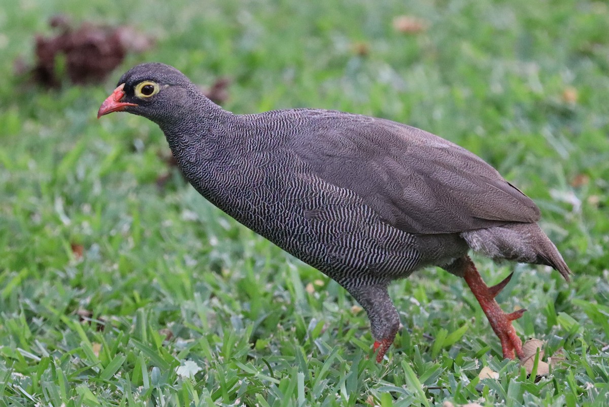 Red-billed Spurfowl - Adam Kent