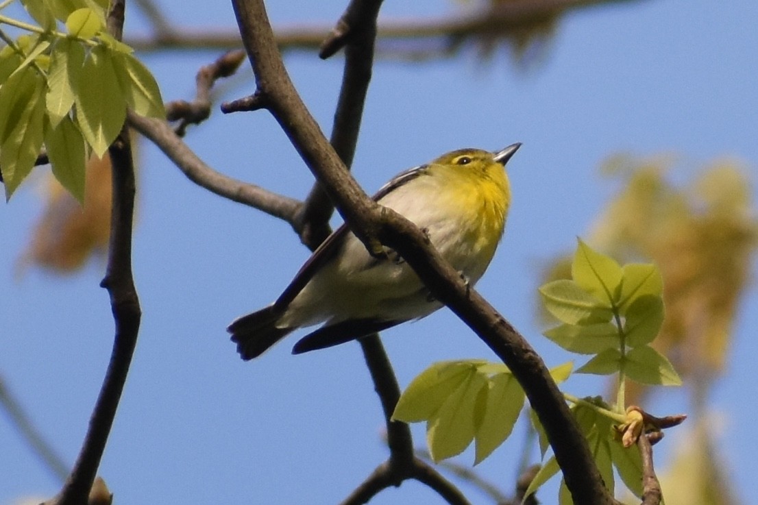Yellow-throated Vireo - ML156644801