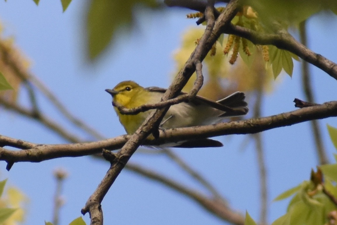 Yellow-throated Vireo - ML156644811