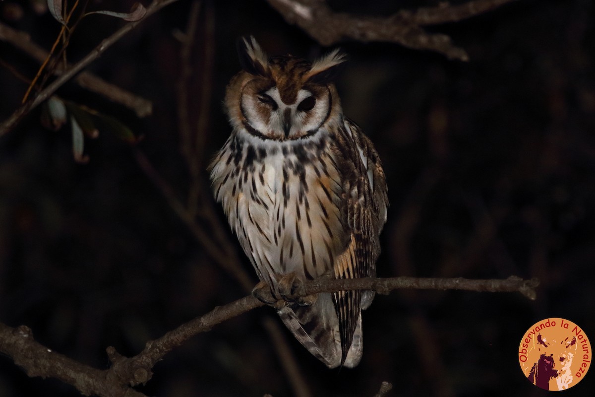 Striped Owl - ML156645301