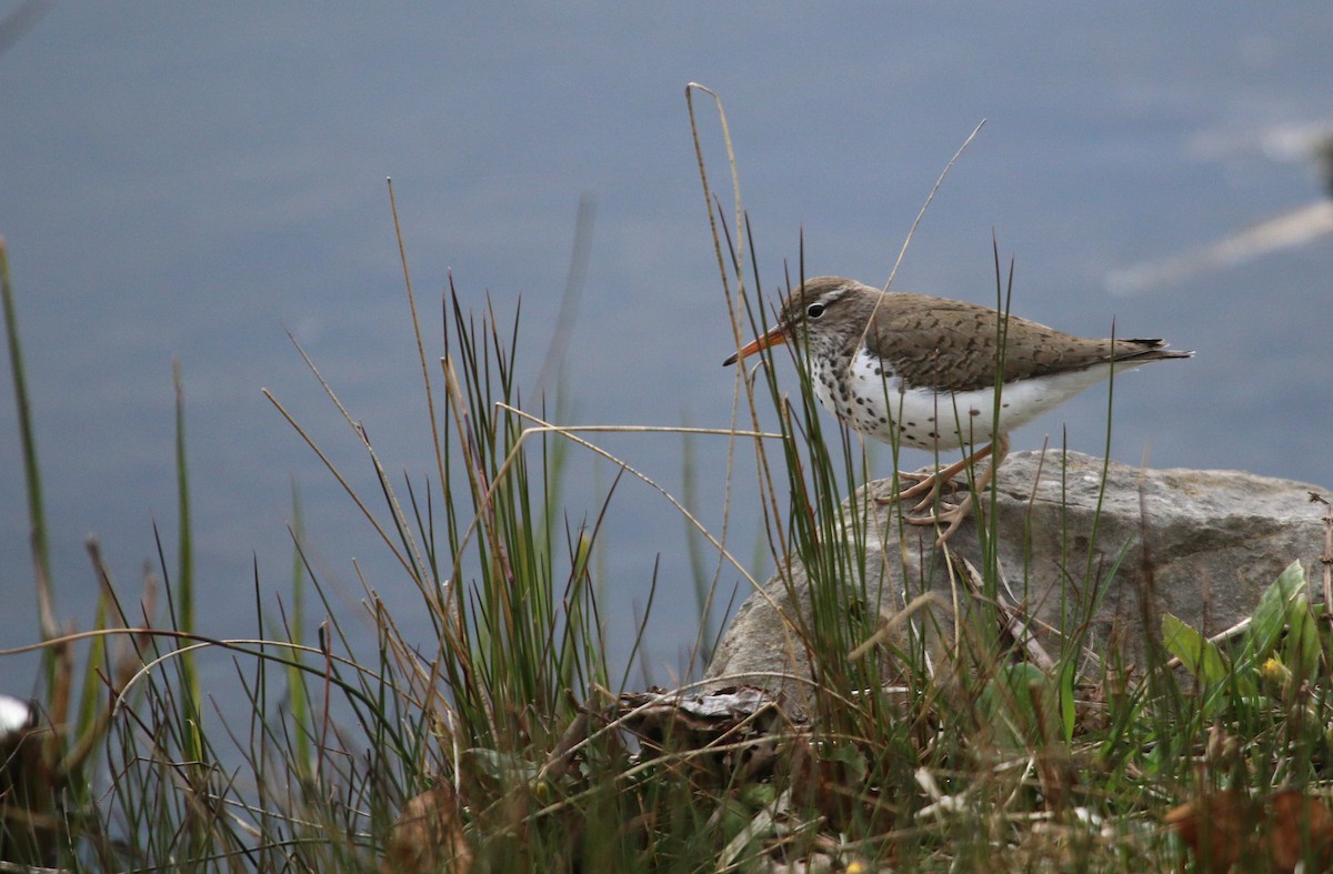 Spotted Sandpiper - Christine Brackett