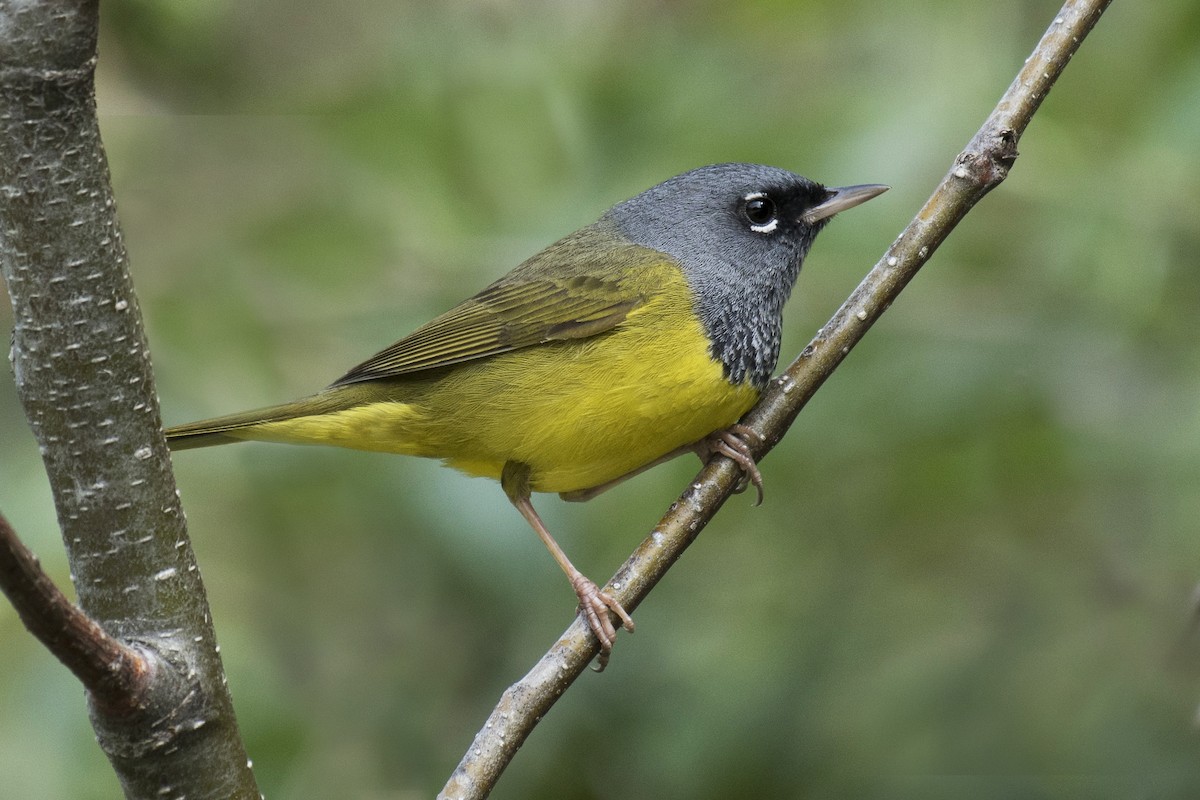 MacGillivray's Warbler - John Gordon