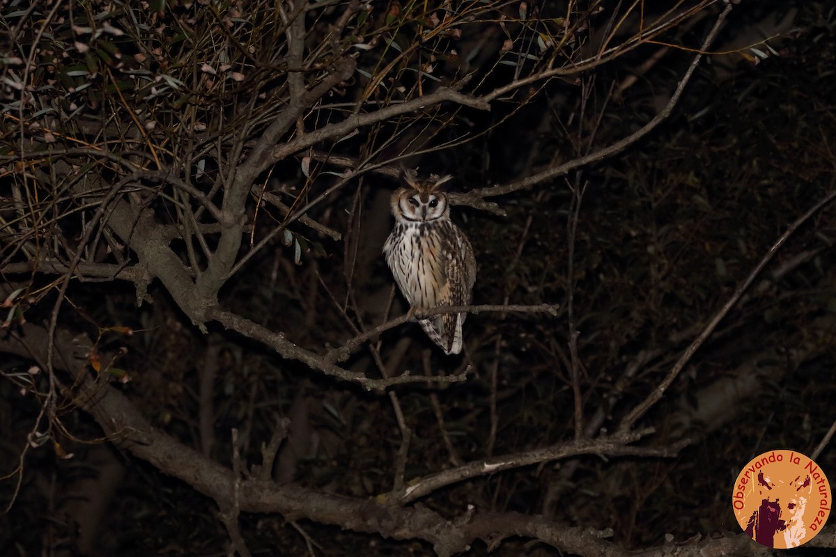 Striped Owl - ML156646651