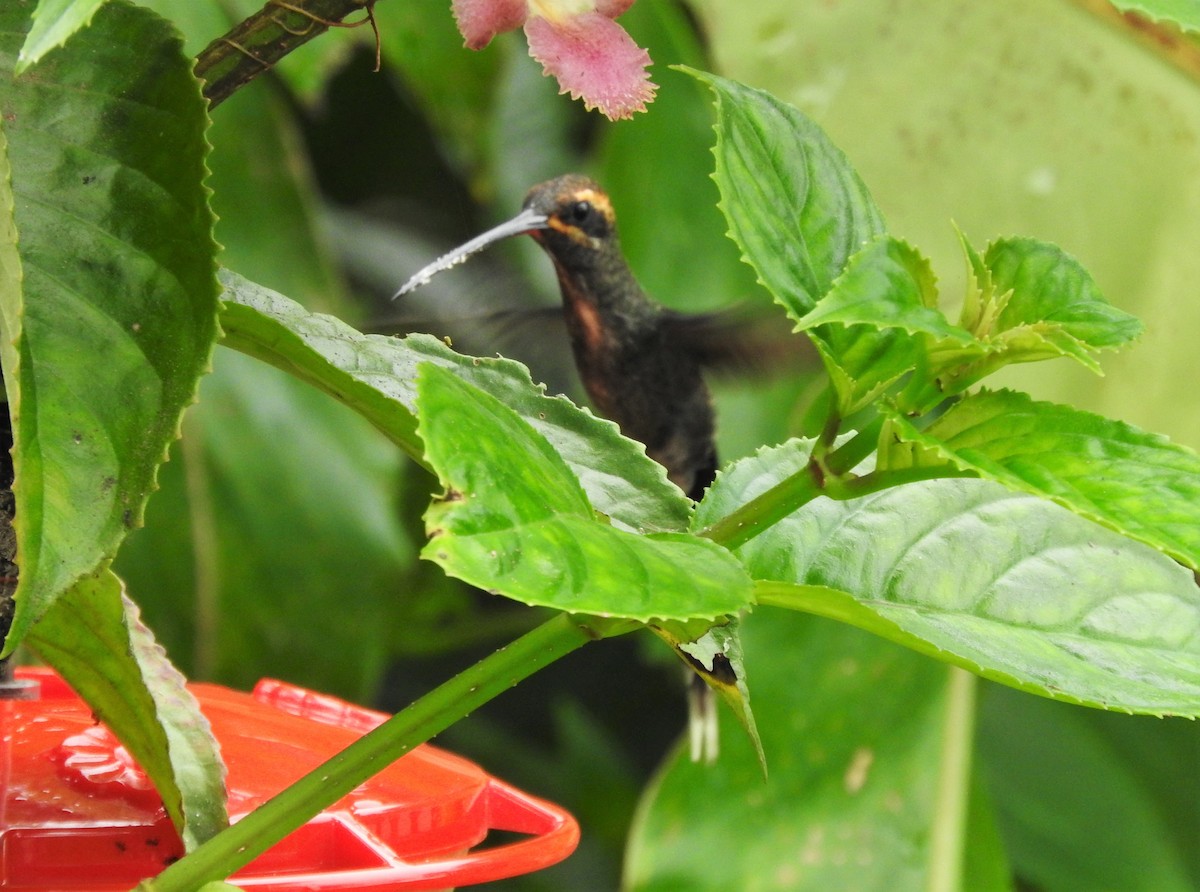 kolibřík bělovousý - ML156647121