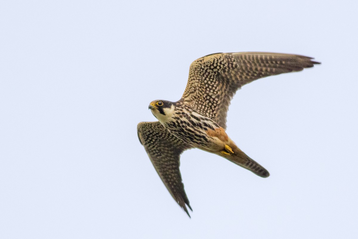 Eurasian Hobby - Emin Yogurtcuoglu I birddetective