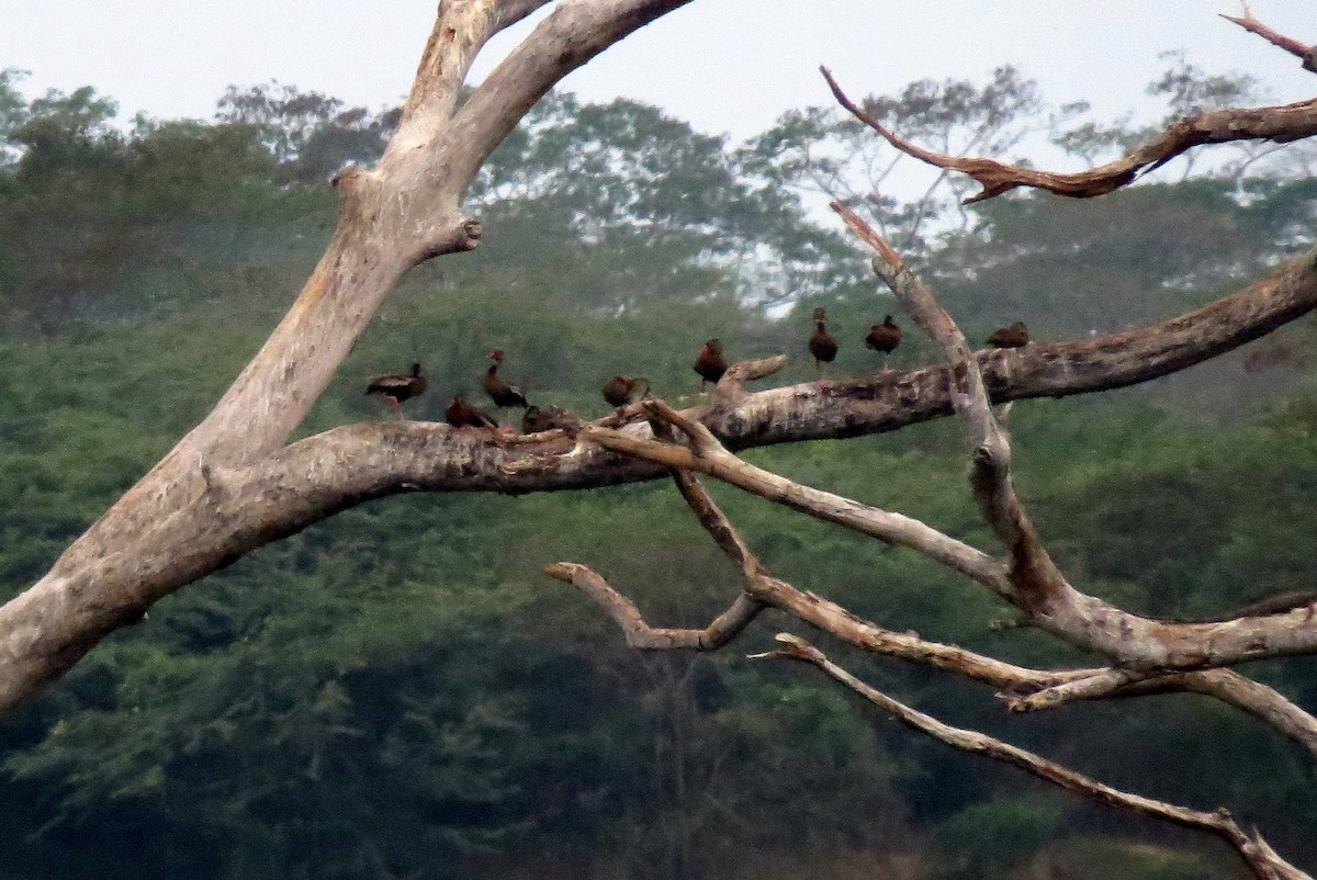 Black-bellied Whistling-Duck - ML156647951