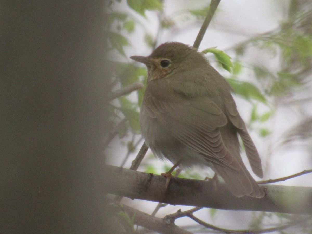 Swainson's Thrush - ML156650551