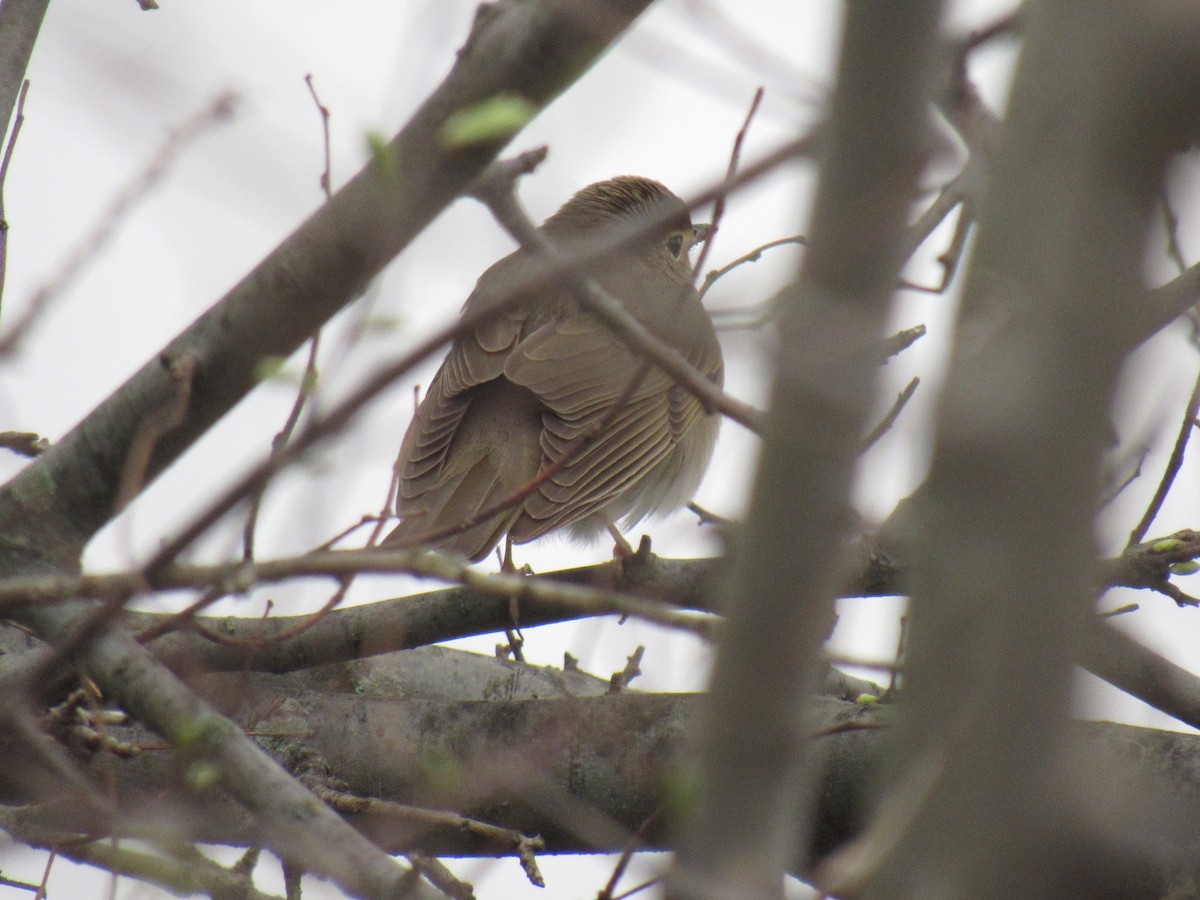 Swainson's Thrush - ML156650561