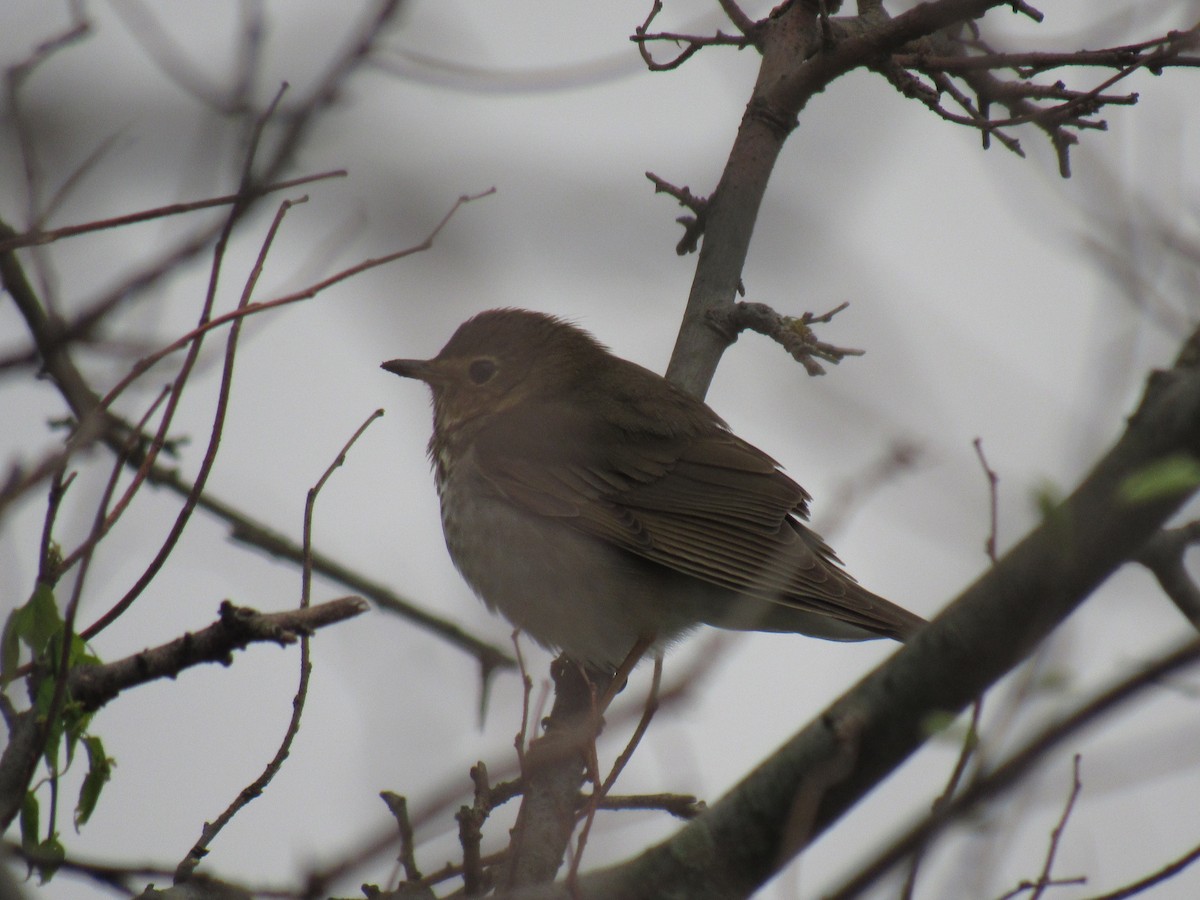 Swainson's Thrush - ML156650571