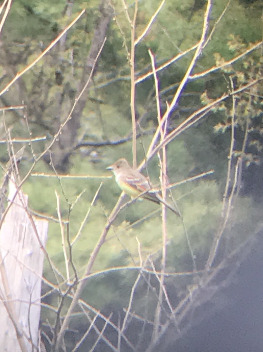 Great Crested Flycatcher - ML156650621