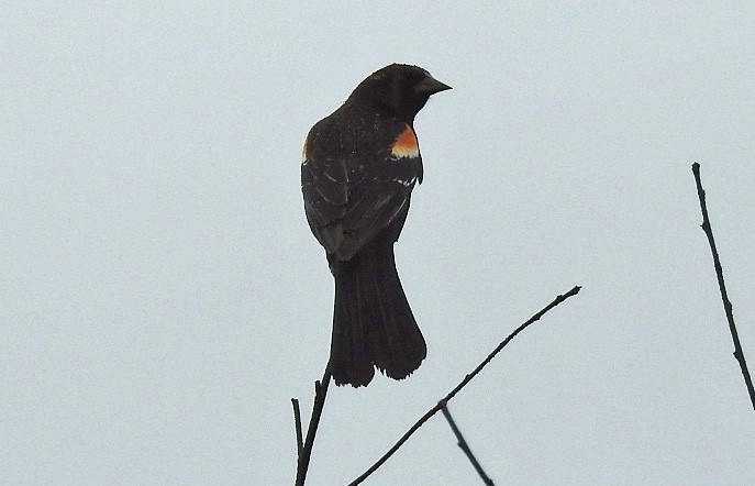 Red-winged Blackbird - ML156651491