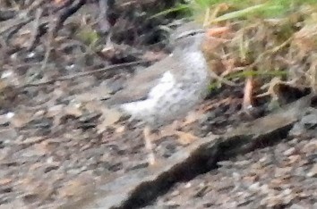 Spotted Sandpiper - ML156652101