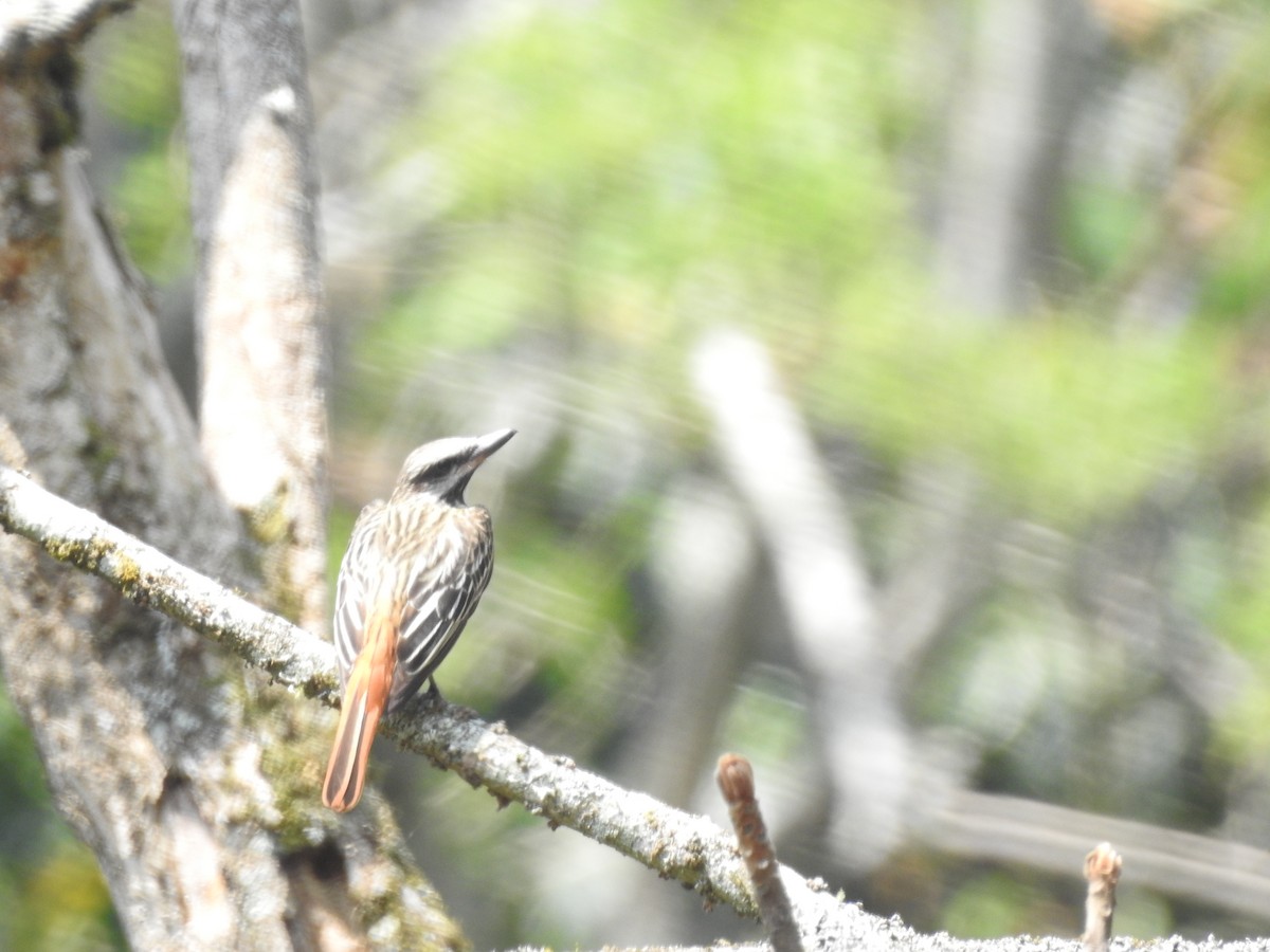 Sulphur-bellied Flycatcher - ML156652471