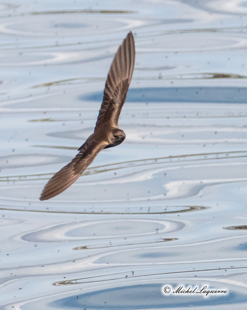 Northern Rough-winged Swallow - Michel Laquerre