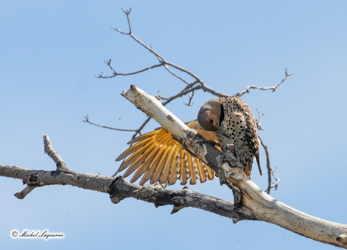 Northern Flicker - Michel Laquerre