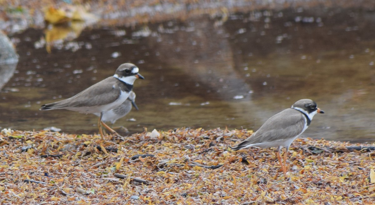 Semipalmated Plover - ML156656551