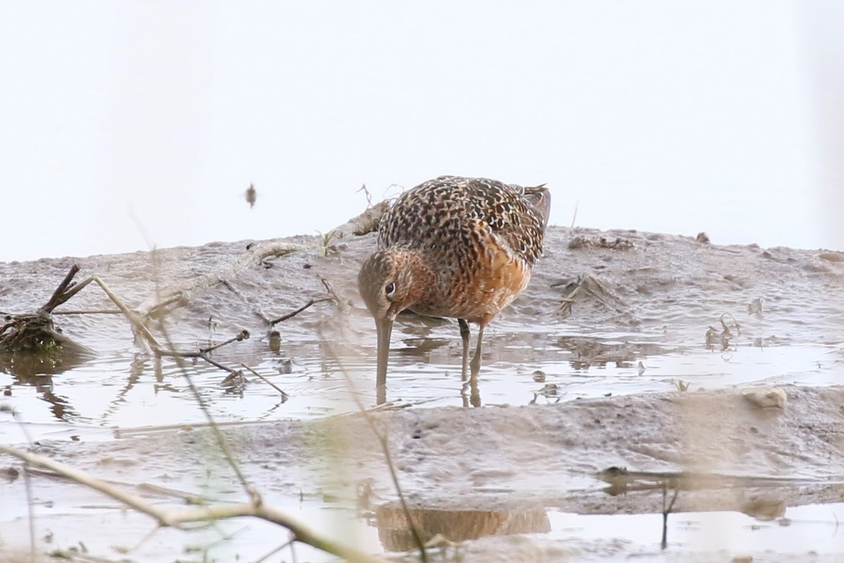 Long-billed Dowitcher - ML156658301