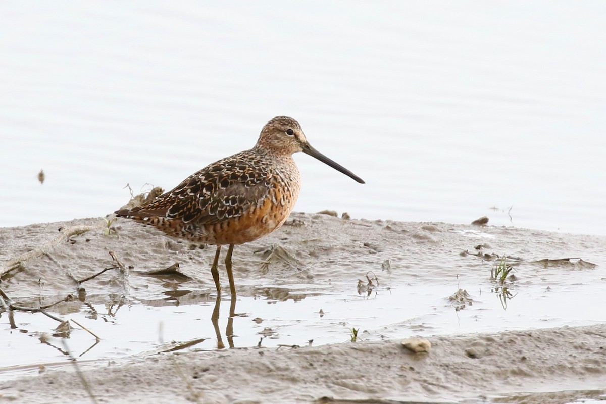 Long-billed Dowitcher - ML156658311