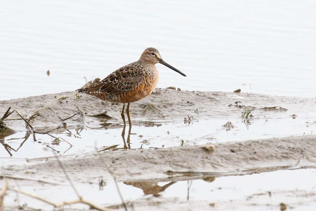 Long-billed Dowitcher - ML156658321