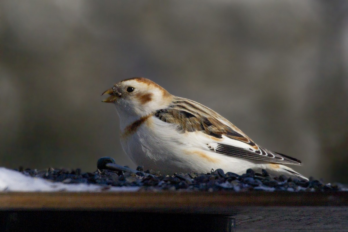Snow Bunting - pierre martin